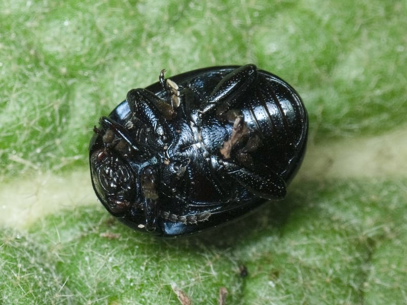 Chrysolina haemoptera (Linnaeus, 1758)